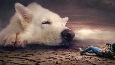 Түсінде ит көрсе / Қысқаша түсіндіру