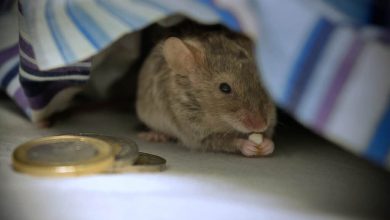 Жүкті әйел түсінде тышқан көрсе