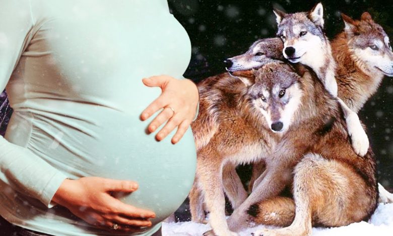 Жүкті әйел түсінде қасқыр көрсе