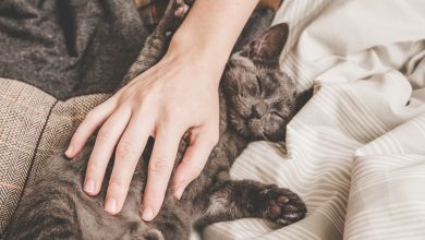 Түсінде мысық көрсе / әйелдер мен мужчин арналған ұйқыны түсіндіру