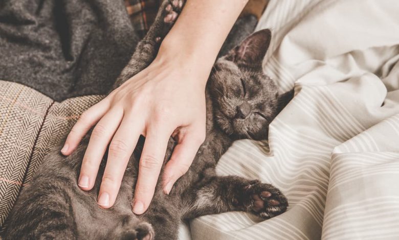 Түсінде мысық көрсе / әйелдер мен мужчин арналған ұйқыны түсіндіру