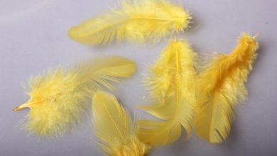 Түсінде сары өрік көрсе 2024