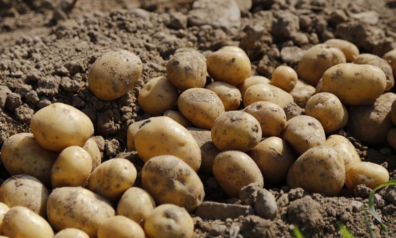 Түсінде картоп көрсе