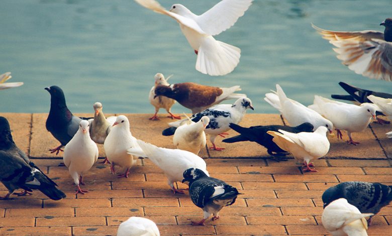 Түсінде көгершін көрсе не болады