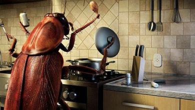 Түсінде тарақан көрсең